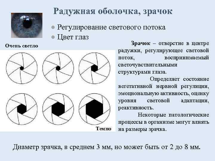 Радужная оболочка, зрачок ● Регулирование светового потока ● Цвет глаз Очень светло Темно Зрачок