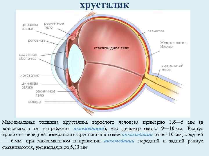 хрусталик Максимальная толщина хрусталика взрослого человека примерно 3, 6— 5 мм (в зависимости от