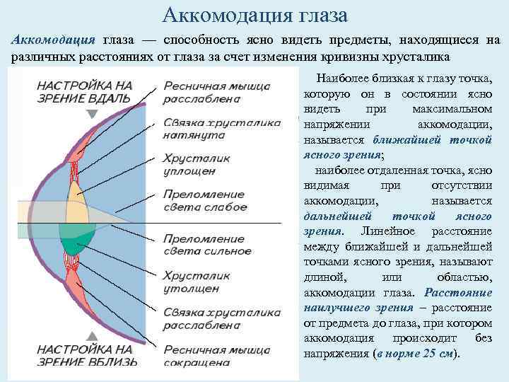 Аккомодация глаза — способность ясно видеть предметы, находящиеся на различных расстояниях от глаза за