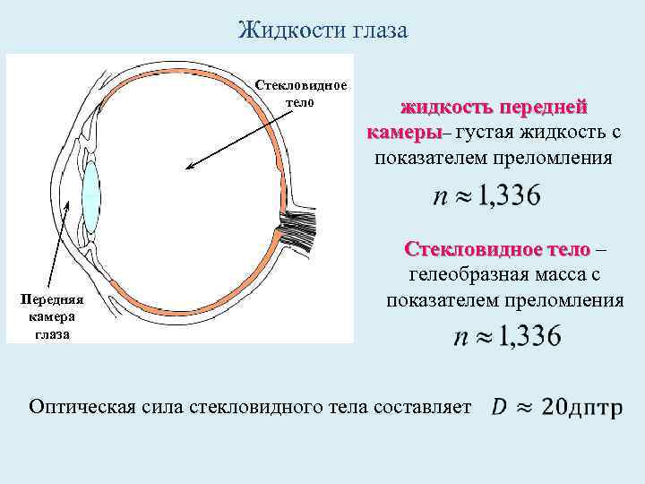 Жидкости глаза Стекловидное тело Передняя камера глаза жидкость передней камеры– густая жидкость с показателем