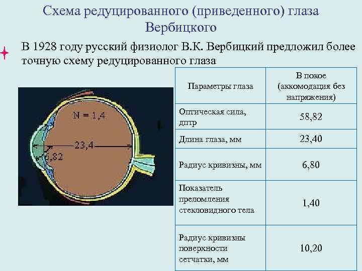 Схема редуцированного (приведенного) глаза Вербицкого В 1928 году русский физиолог В. К. Вербицкий предложил