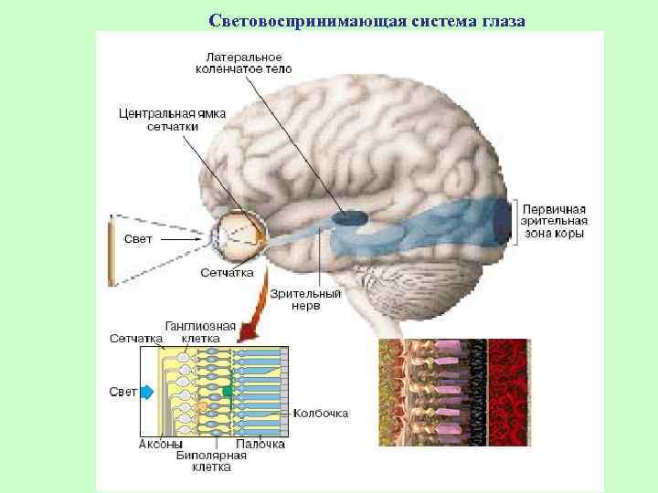 Световоспринимающая система глаза 