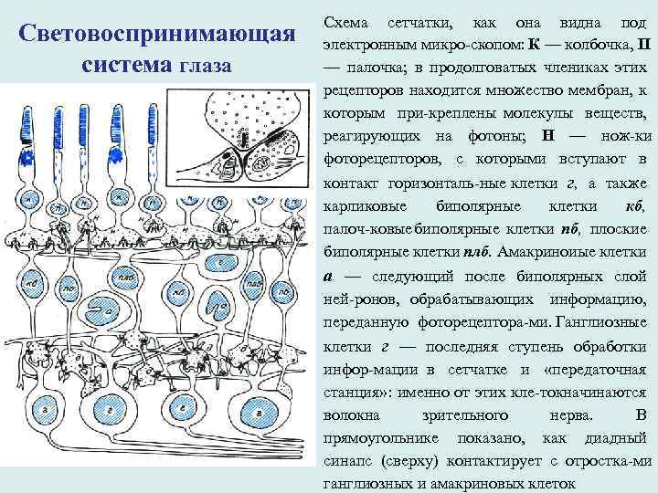 Световоспринимающая система глаза Cхема сетчатки, как она видна под электронным микро скопом К —