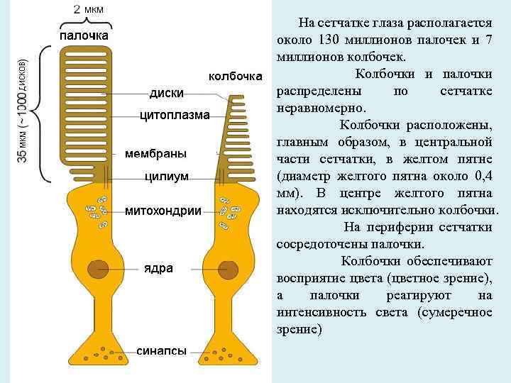  На сетчатке глаза располагается около 130 миллионов палочек и 7 миллионов колбочек. Колбочки