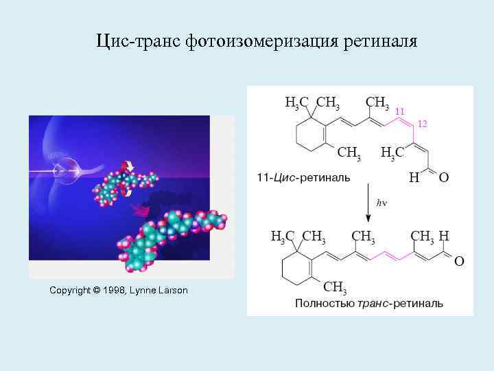 Цис транс фотоизомеризация ретиналя Copyright © 1998, Lynne Larson 