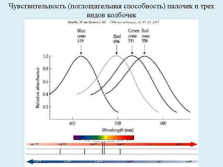 Чувствительность (поглощательная способность) палочек и трех видов колбочек 
