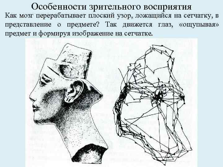 Особенности зрительного восприятия Как мозг перерабатывает плоский узор, ложащийся на сетчатку, в представление о