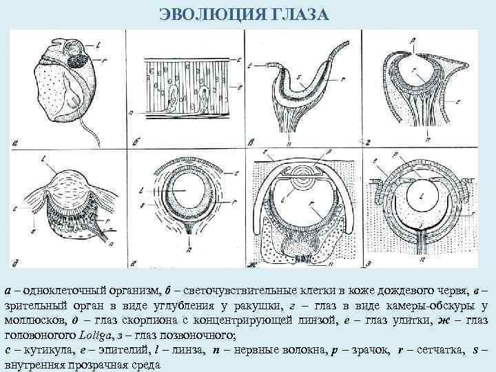 ЭВОЛЮЦИЯ ГЛАЗА а – одноклеточный организм, б – светочувствительные клетки в коже дождевого червя,