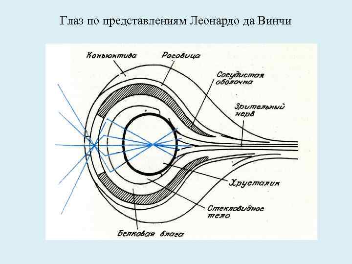 Глаз по представлениям Леонардо да Винчи 