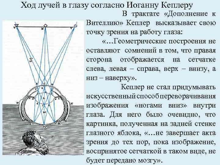 Ход лучей в глазу согласно Иоганну Кеплеру В трактате «Дополнение к Вителлию» Кеплер высказывает