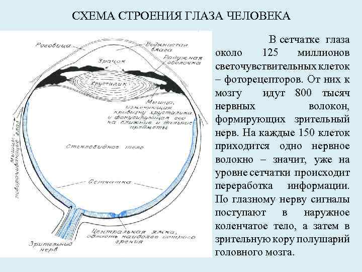 СХЕМА СТРОЕНИЯ ГЛАЗА ЧЕЛОВЕКА В сетчатке глаза около 125 миллионов светочувствительных клеток – фоторецепторов.