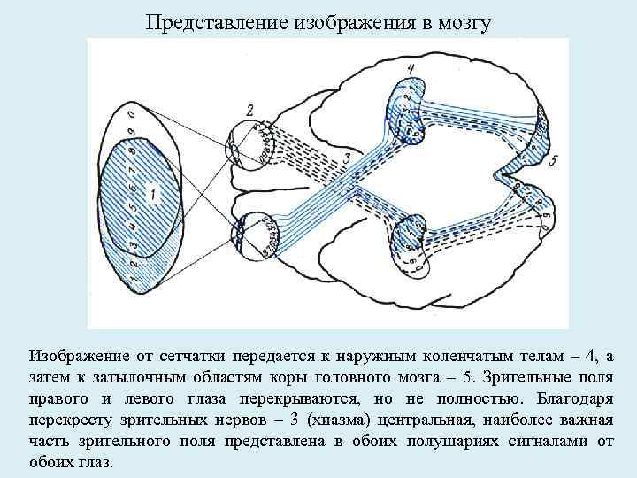 Представление изображения в мозгу Изображение от сетчатки передается к наружным коленчатым телам – 4,