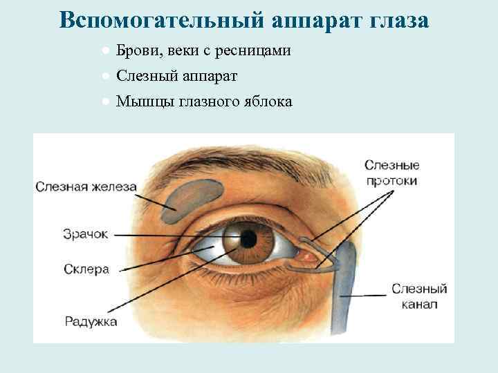Вспомогательный аппарат глаза ● Брови, веки с ресницами ● Слезный аппарат ● Мышцы глазного