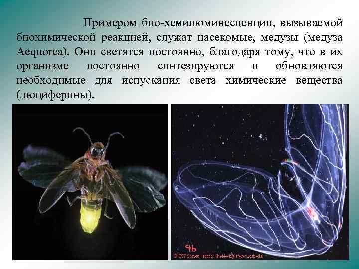 Хемилюминесценция презентация по физике