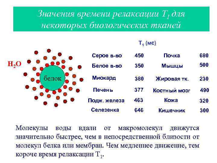 Значения времени релаксации T 1 для некоторых биологических тканей T 1 (мс) Серое в-во