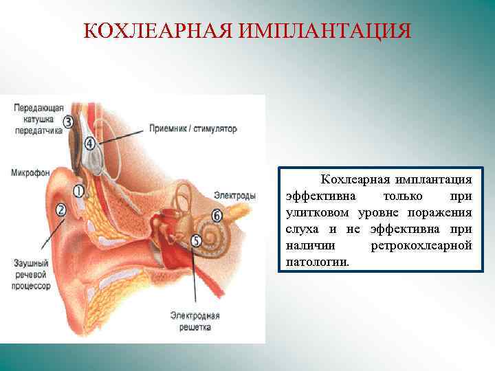 Нейман анатомия слуха