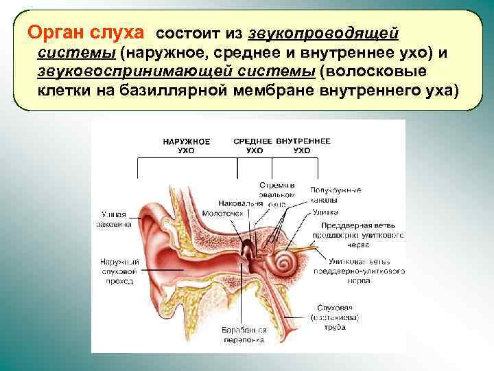 В состав внутреннего уха входят