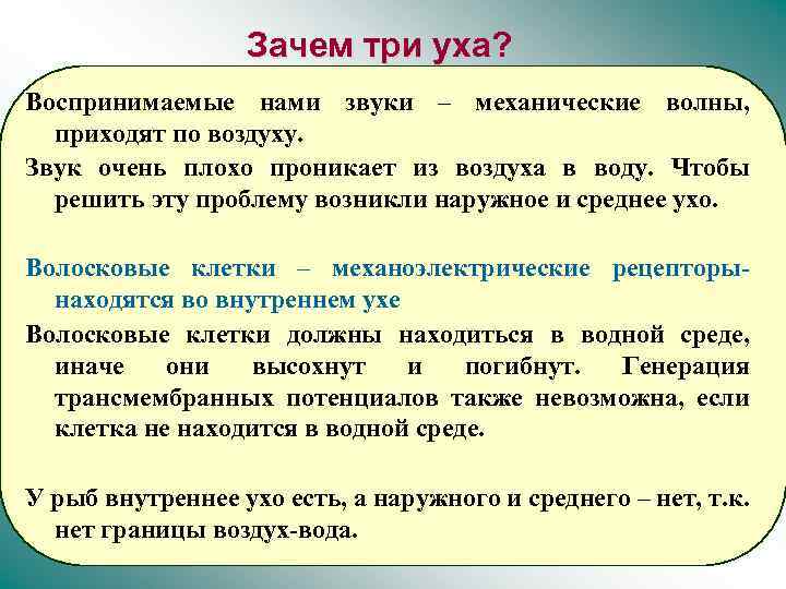 Зачем три уха? Воспринимаемые нами звуки – механические волны, приходят по воздуху. Звук очень