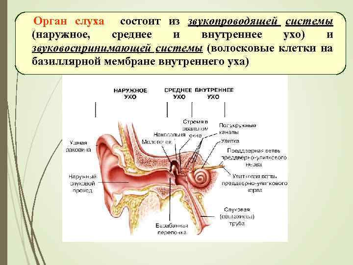 Какой цифрой на рисунке обозначена часть органа слуха