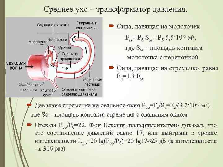 Среднее ухо – трансформатор давления. Сила, давящая на молоточек Fм= Рб Sм= Рб 5,