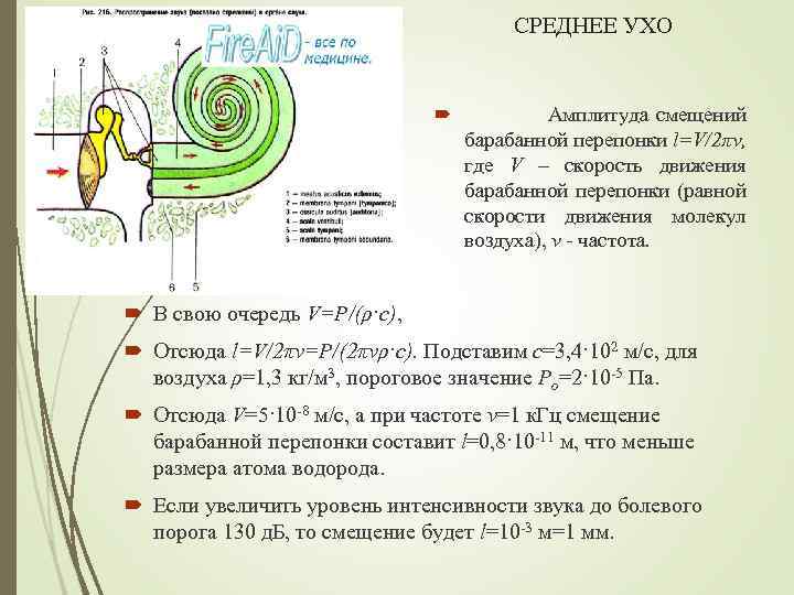 СРЕДНЕЕ УХО Амплитуда смещений барабанной перепонки l=V/2πν, где V – скорость движения барабанной перепонки