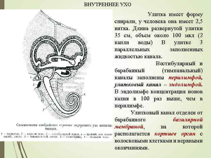 ВНУТРЕННЕЕ УХО Улитка имеет форму спирали, у человека она имеет 2, 5 витка. Длина