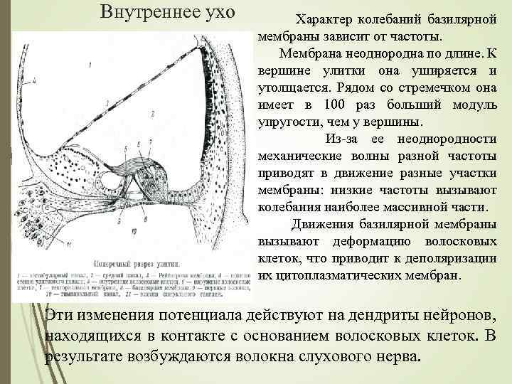 Внутреннее ухо Характер колебаний базилярной мембраны зависит от частоты. Мембрана неоднородна по длине. К