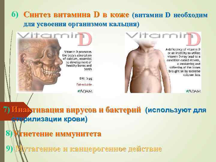 6) Синтез витамина D в коже (витамин D необходим для усвоения организмом кальция) 7)