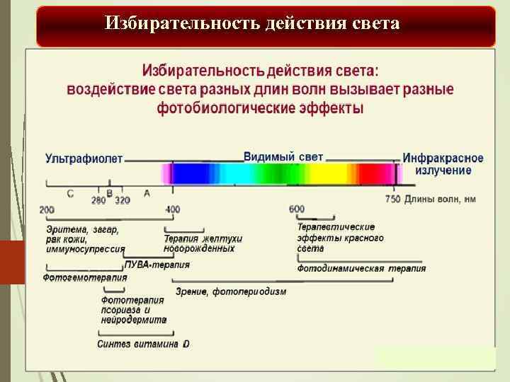 Видимый эффект. Фотобиологические процессы. Фотобиологические процессы. Спектры фотобиологического действия.. Спектры действия фотобиологических процессов. Избирательность действия.