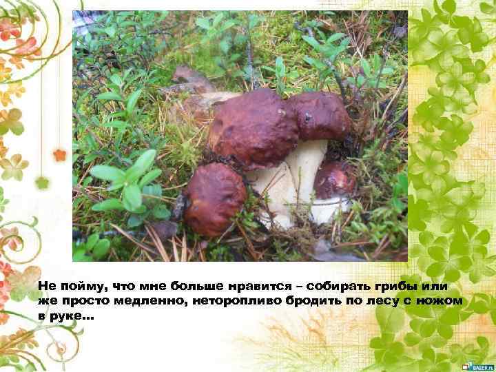 Не пойму, что мне больше нравится – собирать грибы или же просто медленно, неторопливо