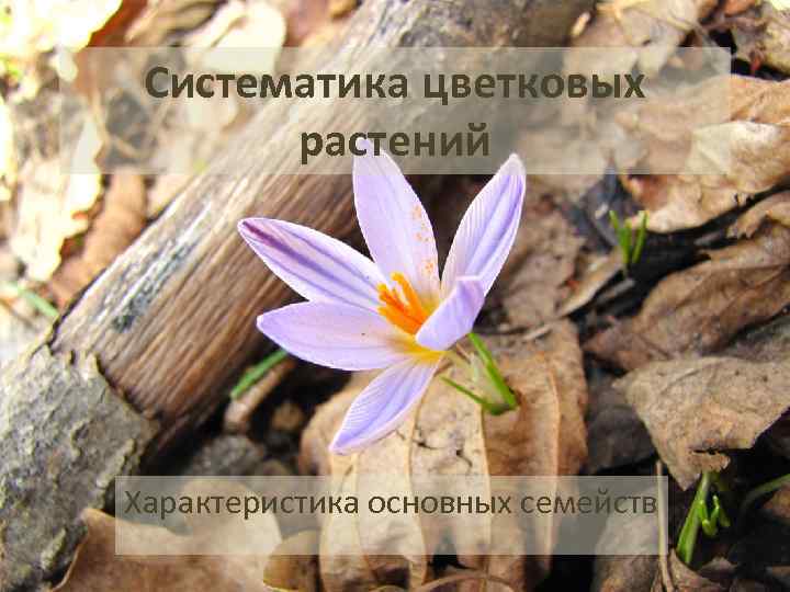 Систематика цветковых растений Характеристика основных семейств 
