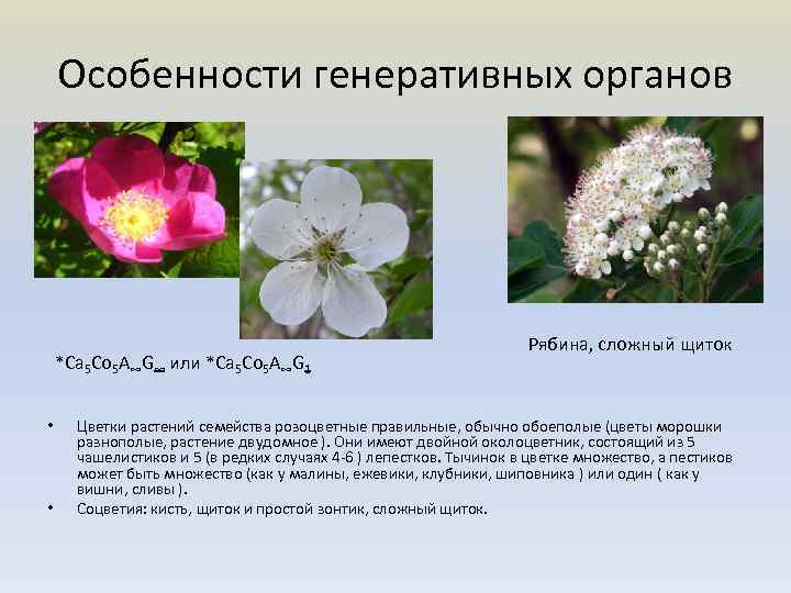 Особенности генеративных органов *Са 5 Со 5 А∞G∞ или *Са 5 Со 5 А∞G