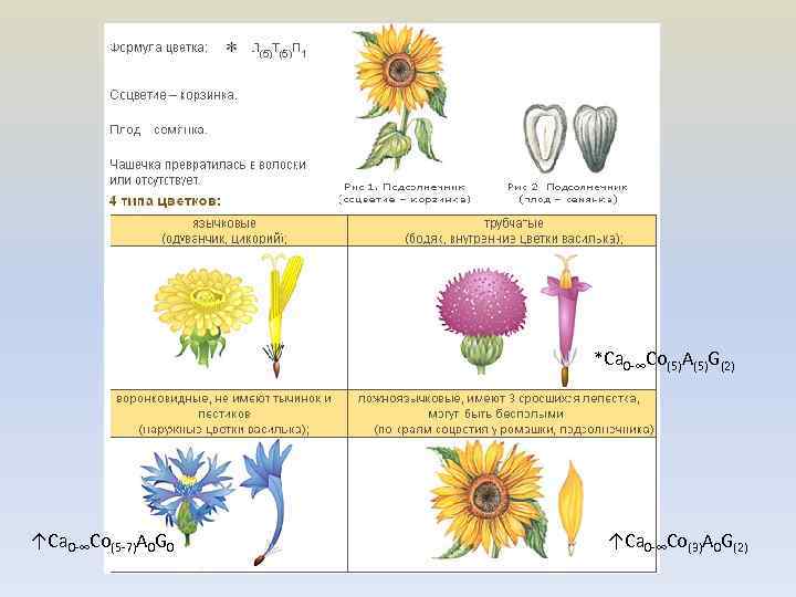 *Са 0 -∞Со(5)А(5)G(2) ↑Са 0 -∞Со(5 -7)А 0 G 0 ↑Са 0 -∞Со(3)А 0