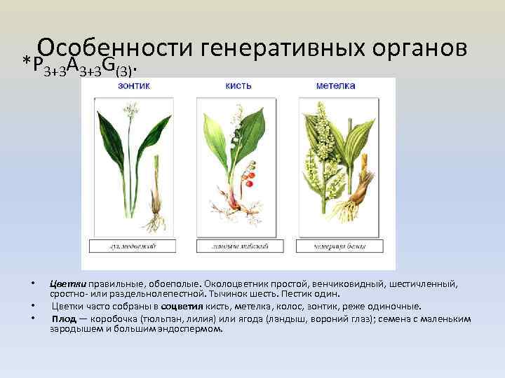 Злаковые характерные признаки. Простой венчиковидный. Характеристика растений. Обоеполые растения это растения у которых.