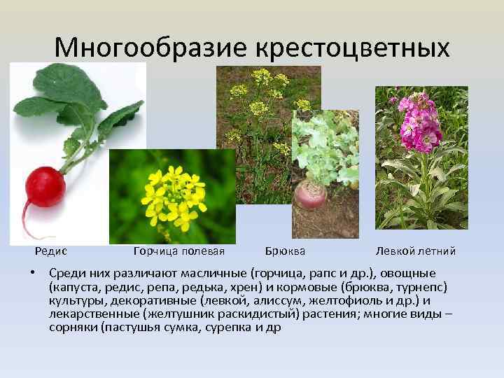 Многообразие крестоцветных Редис Горчица полевая Брюква Левкой летний • Среди них различают масличные (горчица,