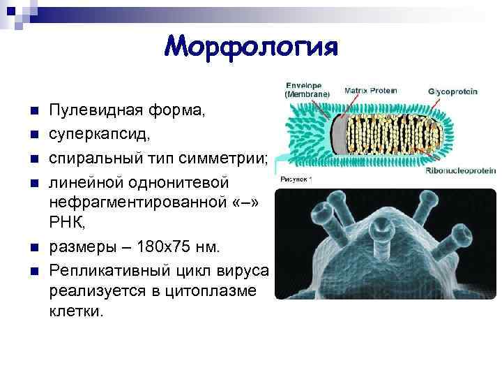 Морфология n n n Пулевидная форма, суперкапсид, спиральный тип симметрии; линейной однонитевой нефрагментированной «–»