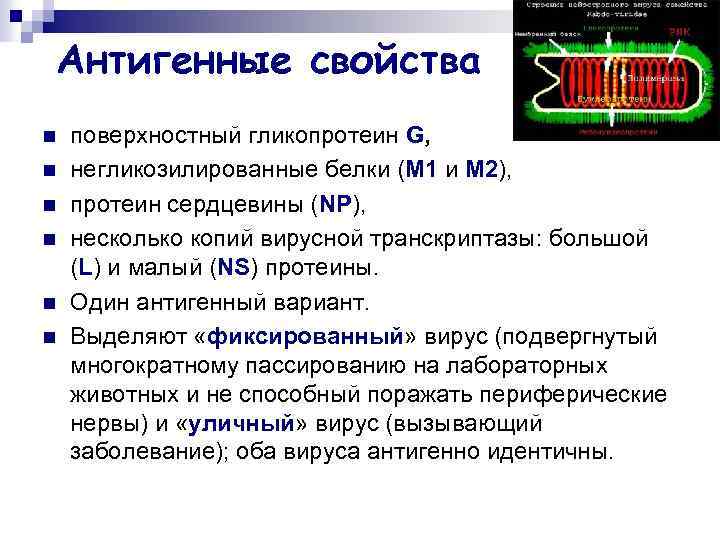 Антигенные свойства n n n поверхностный гликопротеин G, негликозилированные белки (М 1 и М