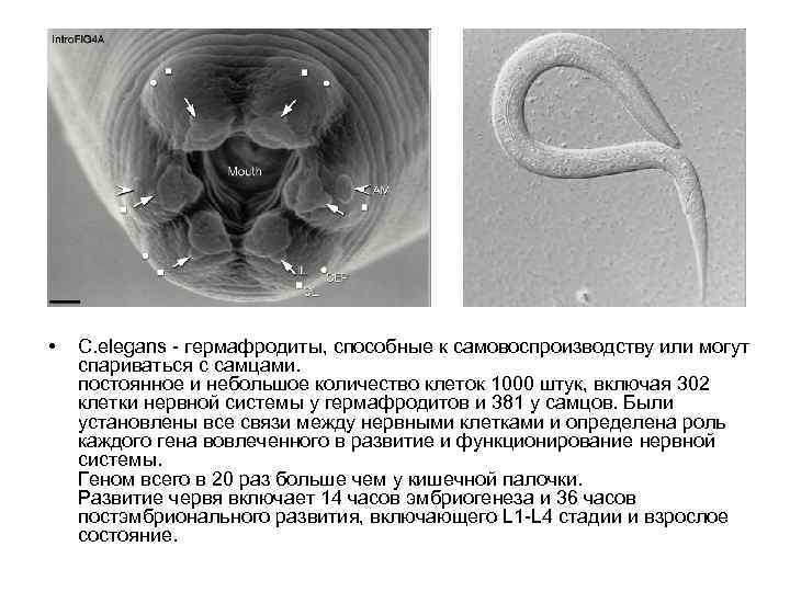  • C. elegans - гермафродиты, способные к самовоспроизводству или могут спариваться с самцами.
