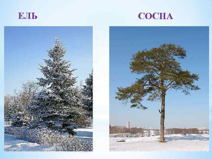 ЕЛЬ СОСНА 