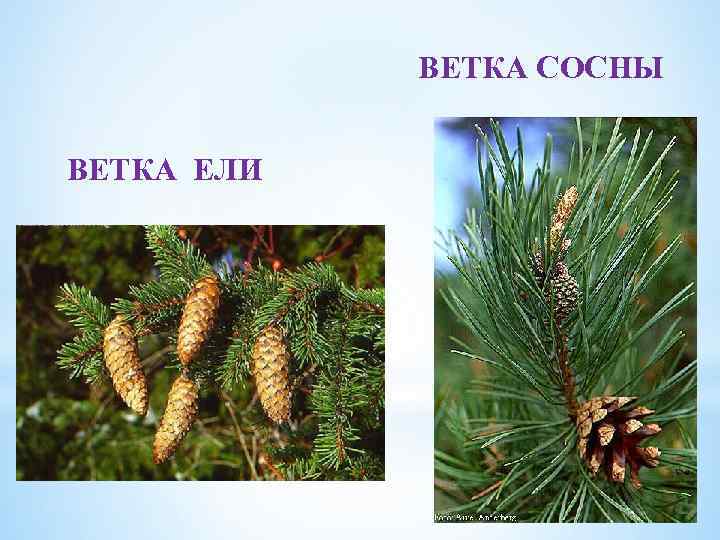 ВЕТКА СОСНЫ ВЕТКА ЕЛИ 