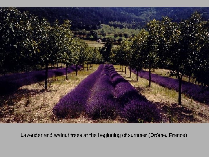 Lavender and walnut trees at the beginning of summer (Drôme, France) 