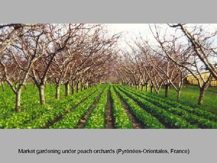 Market gardening under peach orchards (Pyrénées-Orientales, France) 