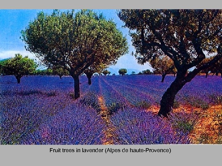 Fruit trees in lavender (Alpes de haute-Provence) 