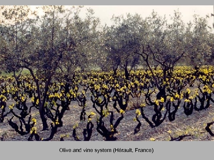 Olive and vine system (Hérault, France) 