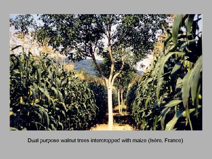 Dual purpose walnut trees intercropped with maize (Isère, France) 