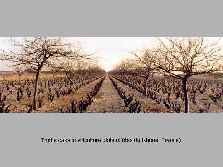 Truffle oaks in viticulture plots (Côtes du Rhône, France) 