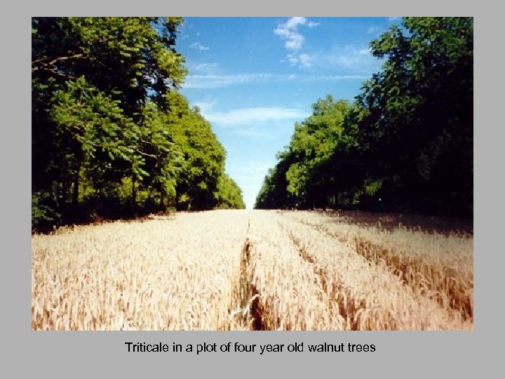 Triticale in a plot of four year old walnut trees 