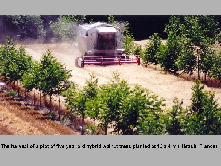 The harvest of a plot of five year old hybrid walnut trees planted at