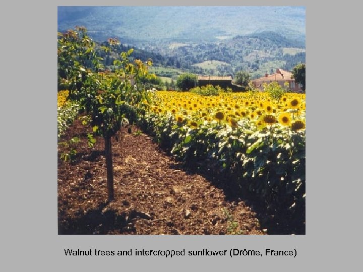 Walnut trees and intercropped sunflower (Drôme, France) 