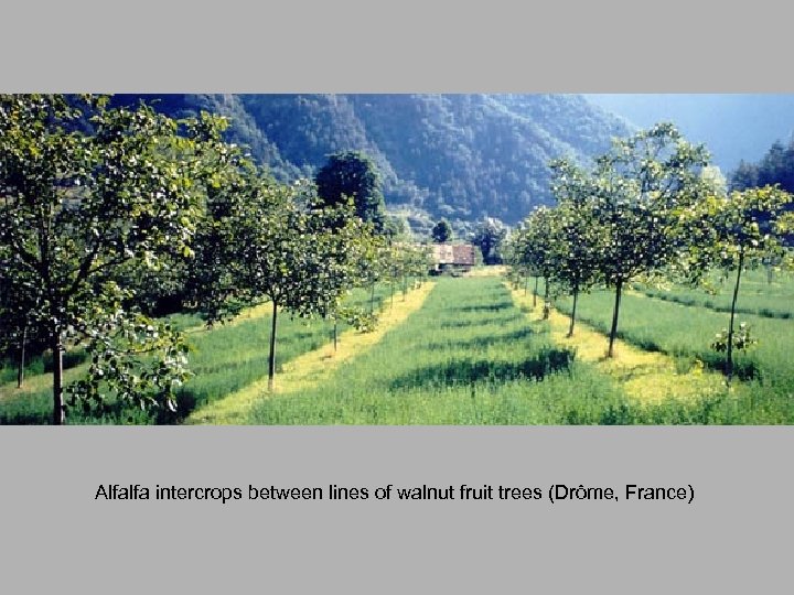Alfalfa intercrops between lines of walnut fruit trees (Drôme, France) 